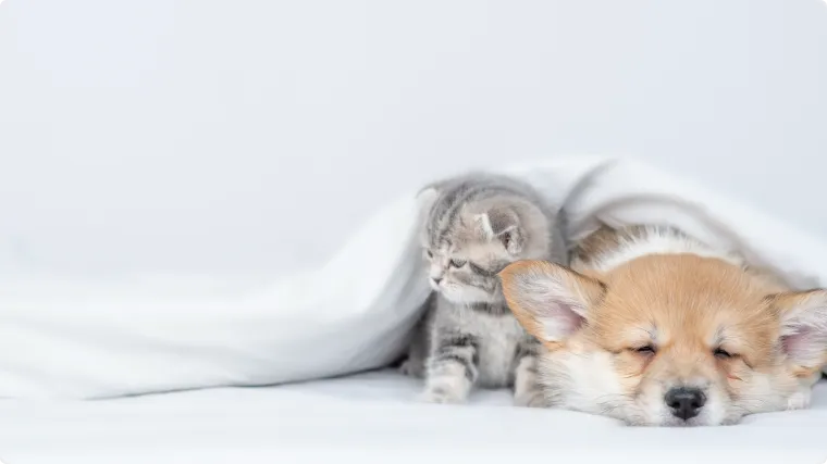 ペット保険の見直し・乗り換えのポイント